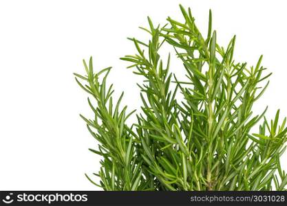 Fresh thyme herb. Fresh organic flavoring thyme plants growing. . Fresh thyme herb. Fresh organic flavoring thyme plants growing. Nature healthy flavoring thyme cooking. Ingredients for food isolated on white background