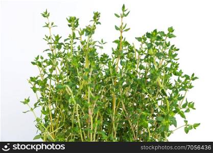 Fresh thyme herb grow. Fresh organic flavoring thyme plants growing. Nature healthy flavoring thyme cooking. Ingredients for food on white background