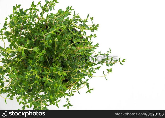 Fresh thyme herb grow in vase. Fresh organic flavoring thyme plants growing. Nature healthy flavoring thyme cooking. Ingredients for food on white background. Top view