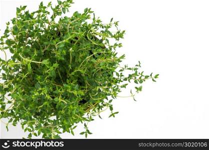 Fresh thyme herb grow in vase. Fresh organic flavoring thyme plants growing. Nature healthy flavoring thyme cooking. Ingredients for food on white background. Top view