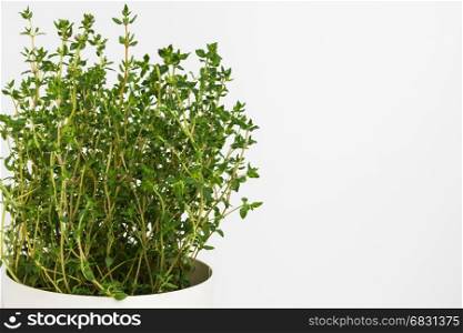 Fresh thyme herb grow in vase. Fresh organic flavoring thyme plants growing. Nature healthy flavoring thyme cooking. Ingredients for food on white background