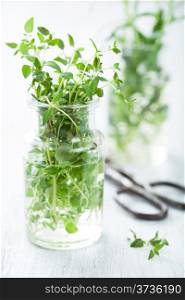 fresh thyme herb in glass