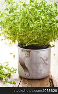 fresh thyme herb in rustic cup