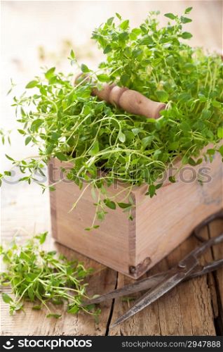 fresh thyme herb in wooden box