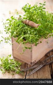 fresh thyme herb in wooden box