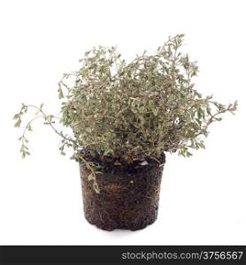 fresh thymus in front of white background