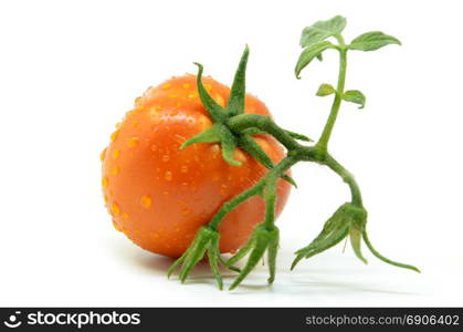 Fresh tomato with water drops isolated on white