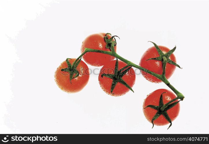 Fresh Tomatoes