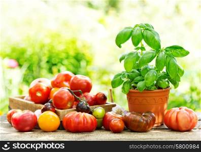fresh tomatoes and green basil on wooden table