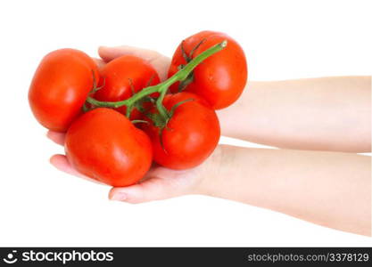 fresh tomatoes in the hands isolated on white