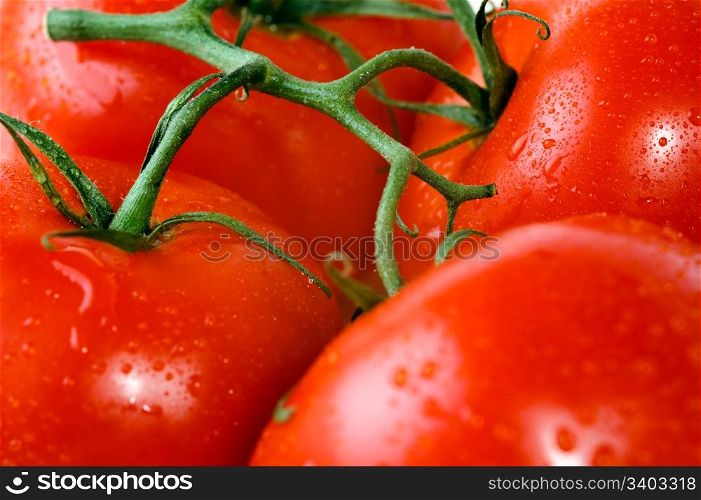 Fresh tomatoes on a branch. Fresh wet tomatoes on a branch