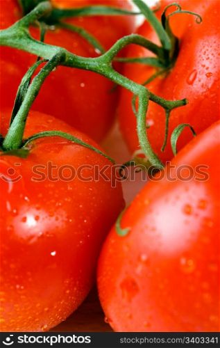 Fresh tomatoes on a branch. Fresh wet tomatoes on a branch