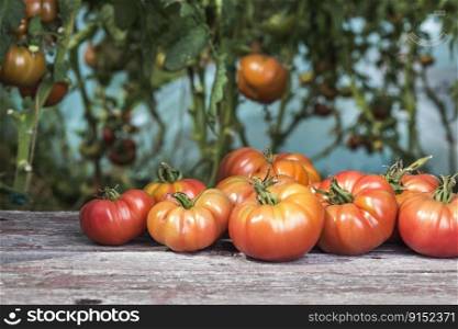 Fresh tomatoes on wood background