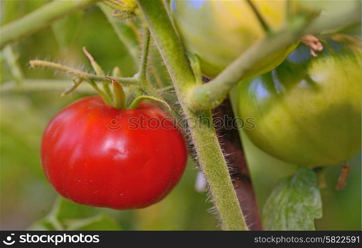 fresh tomatoes plants in garden