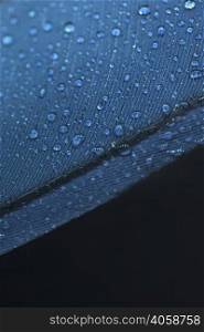 fresh transparent water droplets blue feather against black background
