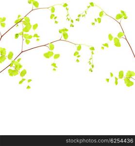 Fresh tree branch border, tree twig with beautiful green leaves isolated on white background, spring time season