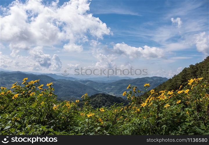 Fresh Tree marigold (Mexican sunflower) field on the top of the mountain under the cloudy sky.