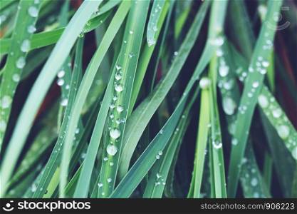 Fresh tropical Green plants leaves with water drops for background.