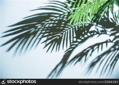 fresh tropical palm leaf shadow blue backdrop