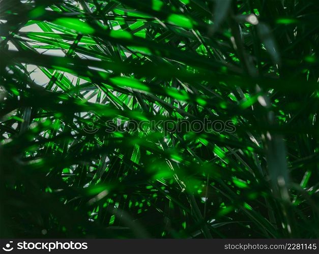 Fresh Tropical palm leaves in the morning sunlight. The leaves of the palm trees in the garden. Forest plant for nature wallpaper.
