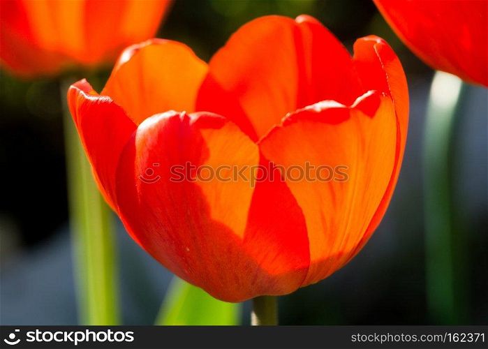 Fresh tulip flower of red color in the garden, macro photo.