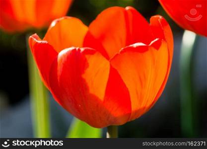 Fresh tulip flower of red color in the garden, macro photo.