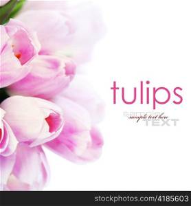Fresh Tulip flowers isolated on white (with easy removable text )