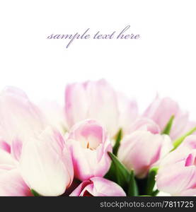 Fresh Tulip flowers isolated on white (with easy removable text )