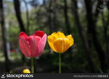 Fresh tulip of pink color in nature in spring time
