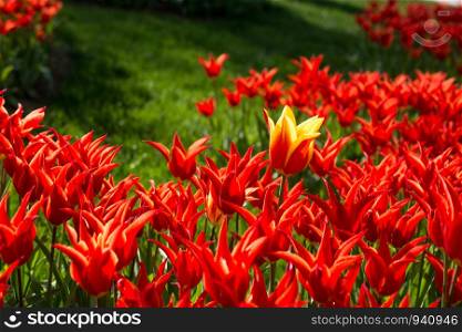 Fresh tulip of red color in nature in spring time