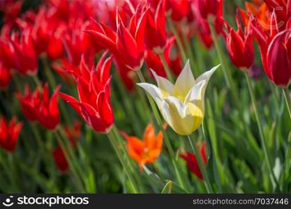 Fresh tulips blooming in the spring season