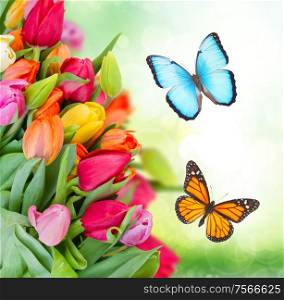 fresh tulips in green garden close up and flying butterflies. pack of spring tulips