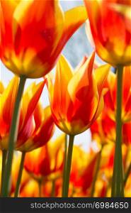 Fresh tulips of orange color in nature in spring time