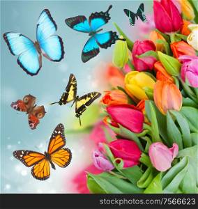 fresh tulips on blue sky background close up and flying butterflies. pack of spring tulips