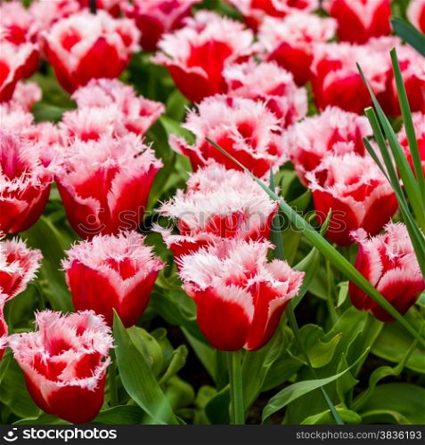 Fresh tulips. spring flowers