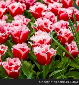 Fresh tulips. spring flowers