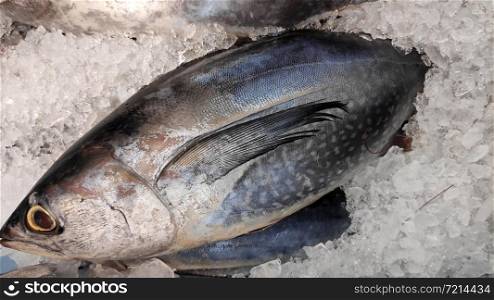 Fresh Tuna fish on fish market for sale