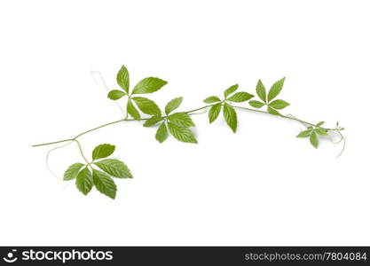 Fresh twig of a Jiaogulan vine on white background