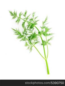 Fresh twig of dill isolated on white