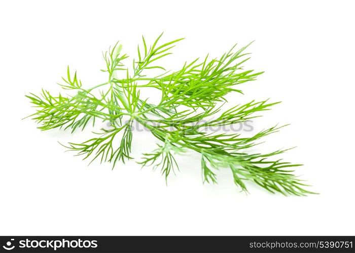 Fresh twig of dill isolated on white background