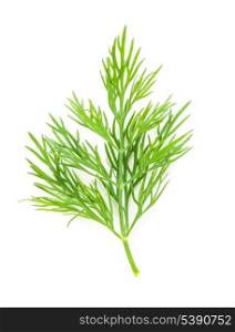 Fresh twigs of green dill isolated on white background