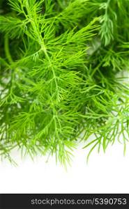 Fresh twigs of green dill isolated on white background