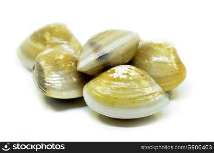 Fresh uncooked clams isolated on white background