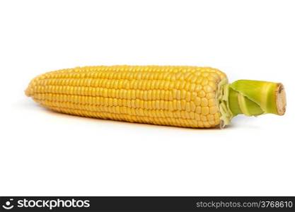 Fresh uncooked corn on the cob, with husk removed, isolated on white.