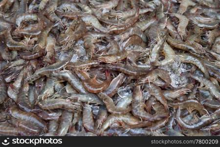 fresh uncooked prawns or shrimps seafood background
