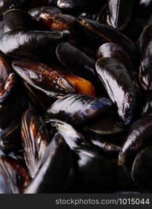 Fresh uncooked raw big mussels ready to cook on dark background