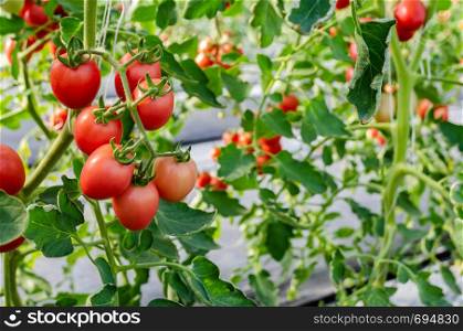 Fresh unripe red tomatoes growing on the vine in greenhouse