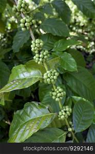 Fresh unripe young coffeebeans in a plant outdoors