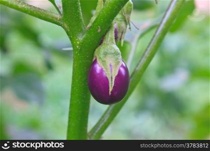 fresh vegetable eggplant on tree in garden