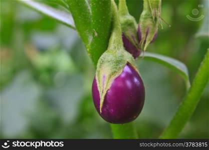 fresh vegetable eggplant on tree in garden